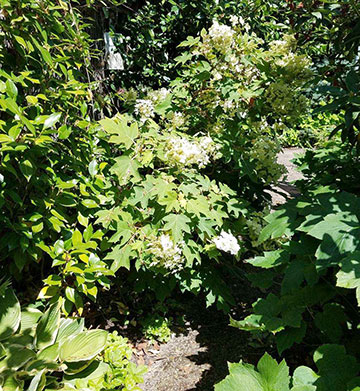 Margie's overgrown hydrangea needs to be moved, and she's preparing now