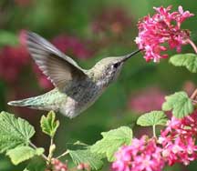 hummingbird