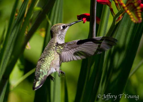 Cedar Mill News Hummingbirds