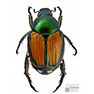 Japanese beetle infestation hits Cedar Mill