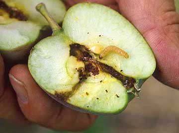 Worm infested apple
