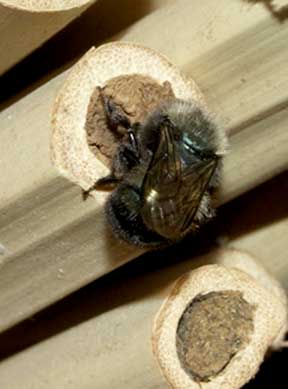 A solitary Mason bee emerges from a nest house