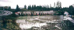 In February 1997, as the project began, the Cedar Mill Wetland wasn't very pretty. White sticks supported saplings.