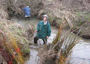 wetland