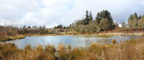 Cedar Mill Wetland