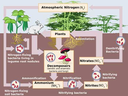 nitrogen cycle