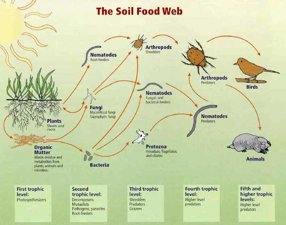 The soil food web