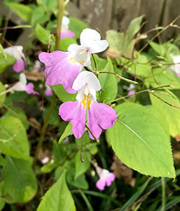 Balfour's balsam in bloom. PC: TSWCD.