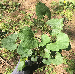 garlic mustard rosette