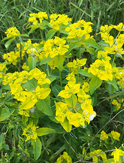 Oblong spurge in bloom. PC: TSWCD.