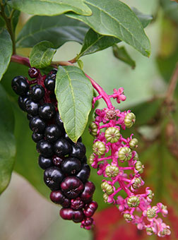  Ripe pokeweed berries (Left) next to unripe berries (right). PC: Robert Vidéki, Doronicum Kft., Bugwood.org 