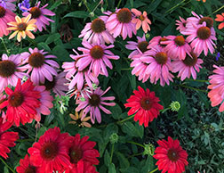 Coneflower