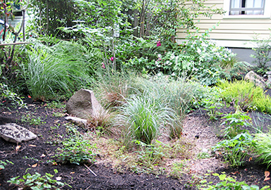 Raingardens are beautiful and prevent flooding