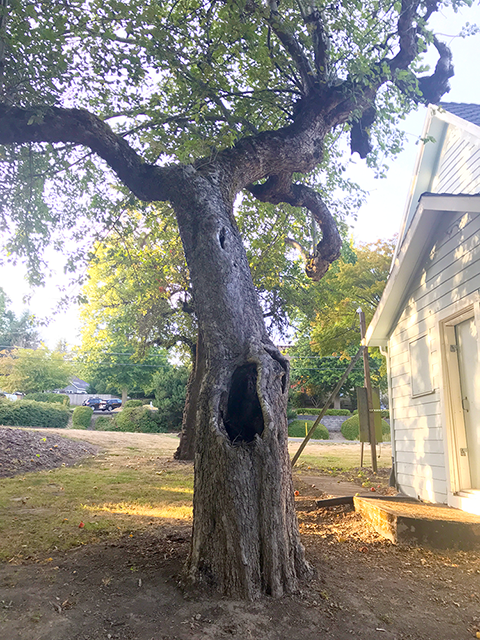 JQAY apple tree