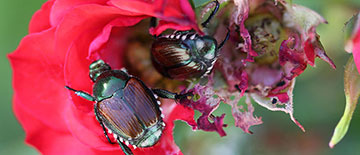 Japanese beetle eating roses