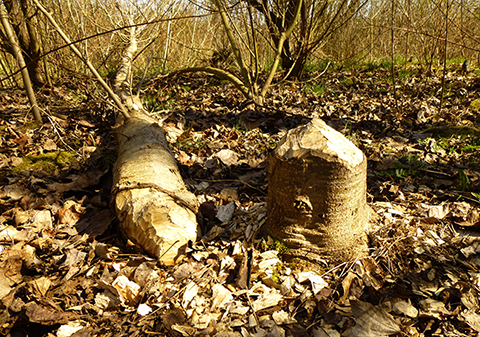 Beaver-chewed stumps are often visible near
streams. 