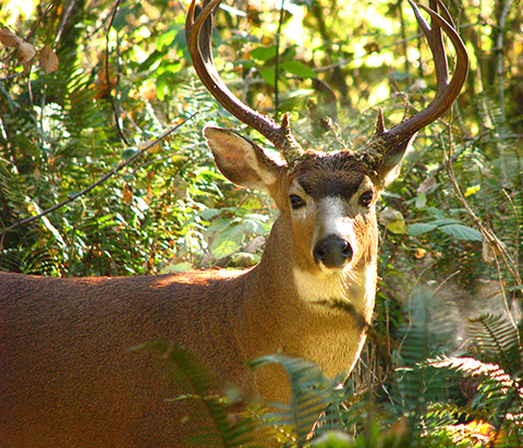 Blacktail deer roam throughout our parks and along stream corridors, and sometimes appear in our yards!