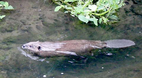 beaver