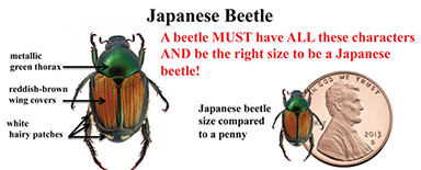 beetle features