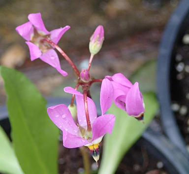 plant sale shooting star