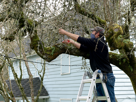 tree propagation