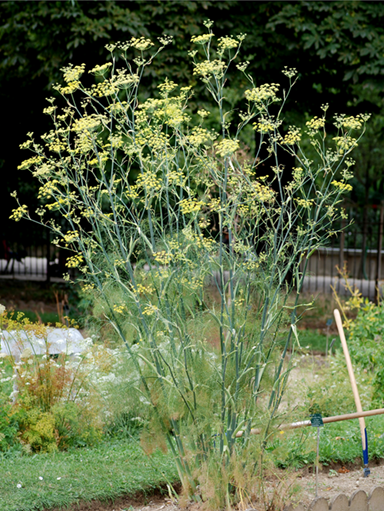 foeniculum