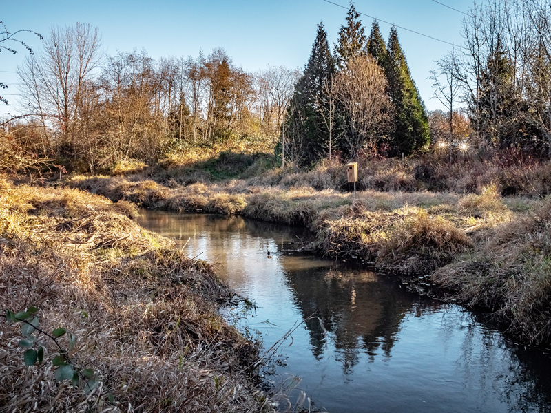 Cedar Mill Creek