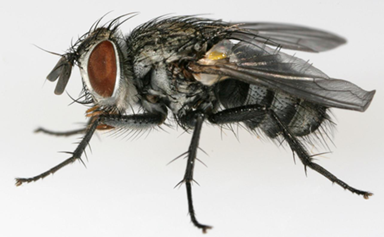 Tachinid Fly