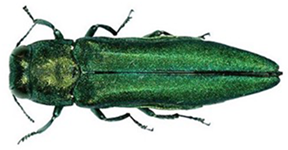 ash borer