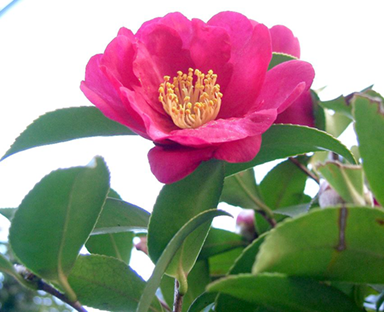 camellia sasanqua