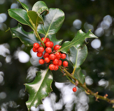 english holly