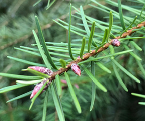 fir needles