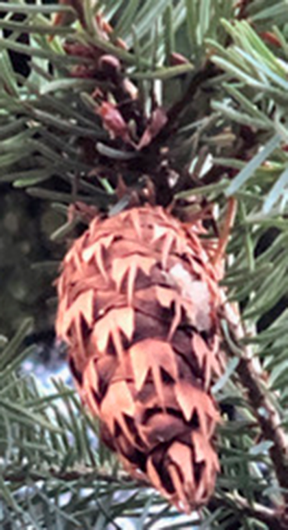 fir cone