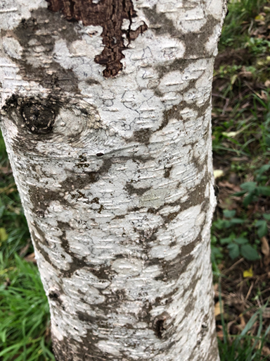 alder bark