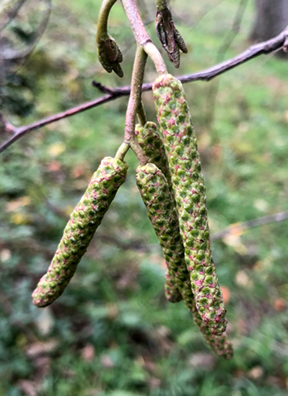 alder catkins