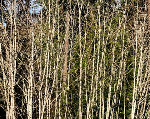 Alder groves can be found in many local wetland areas