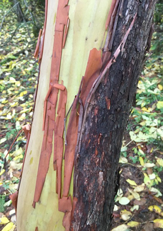 madrone bark