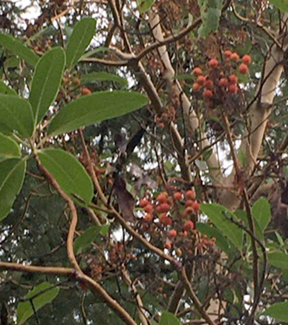 madrone berries