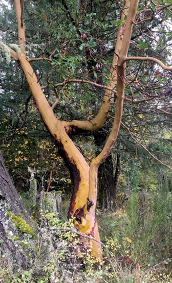 madrone tree