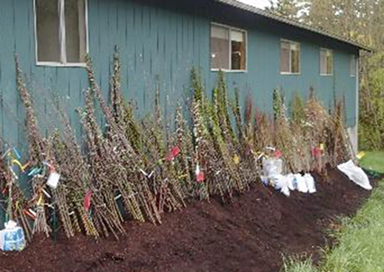 bare root plants