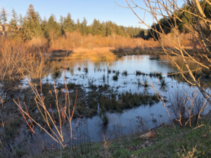 wetland