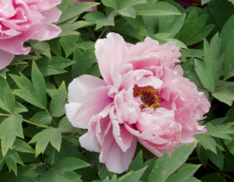 Peony (Paeonia Suffruticosa) Image from Wikimedia, Taken by Fanghong