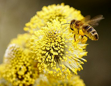 bee on willow