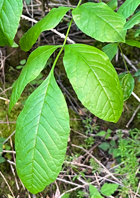 ash leaf