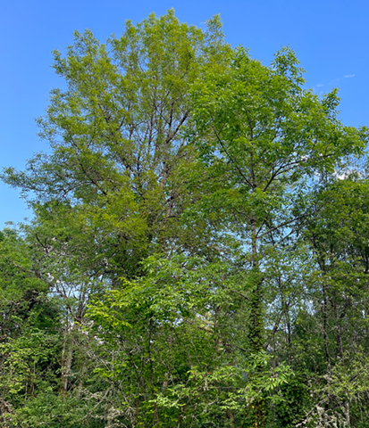 Ash trees cool the water for fish The Cedar Mill News