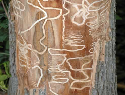 ash borer bark