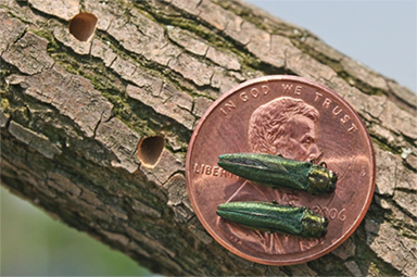 ashborer holes