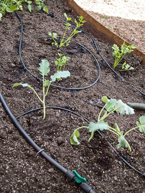 drip irrigation