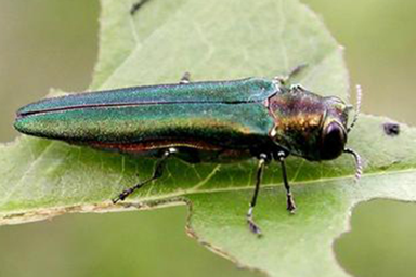 ash borer