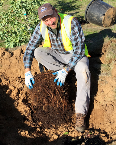 tree planting